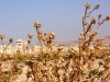 IMG_5222 - Apamea - Disteln